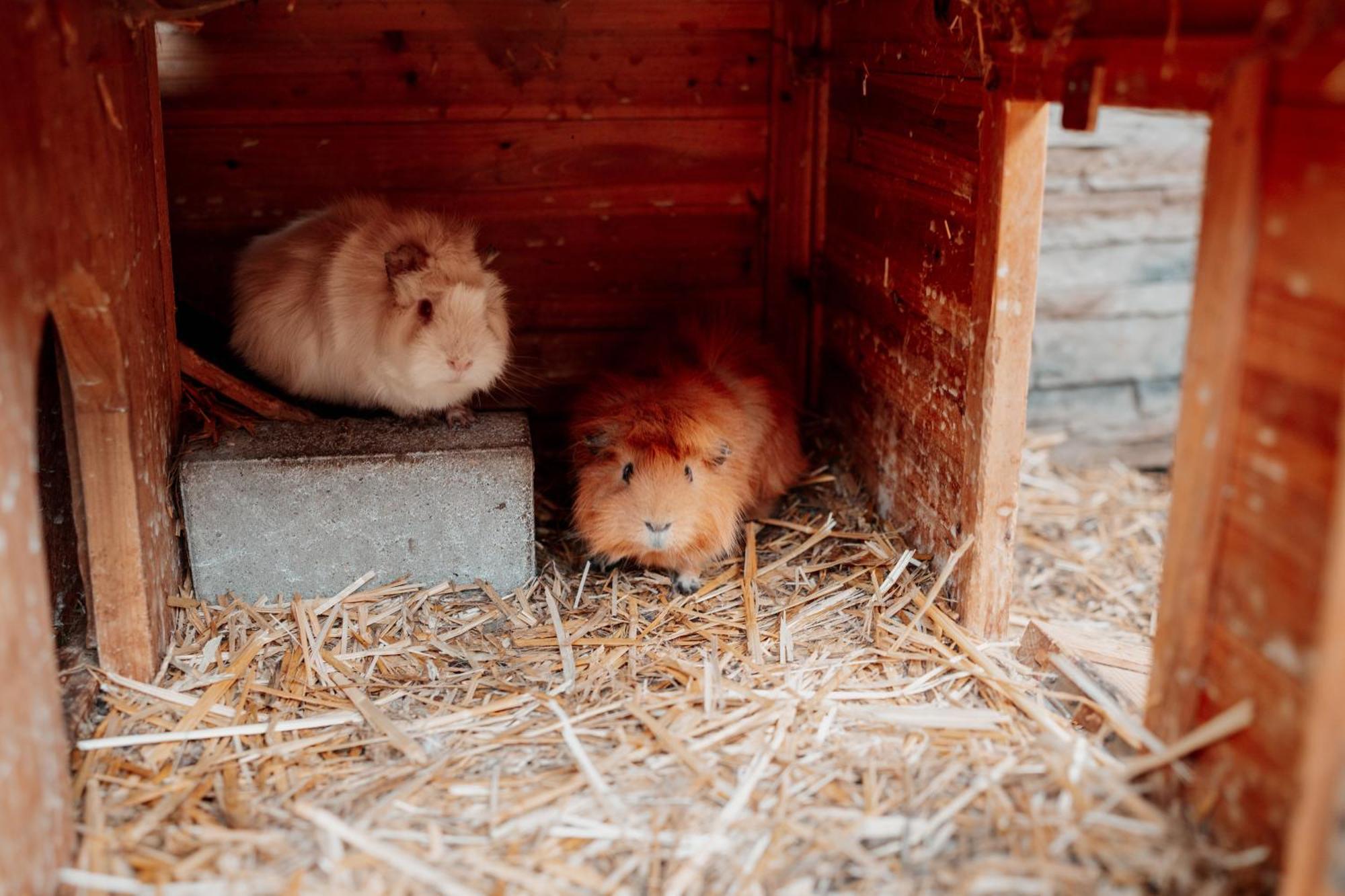 Kinderhotel Laderhof Ladis Eksteriør bilde